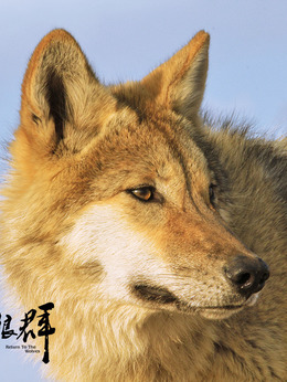 格林（格林饰演）