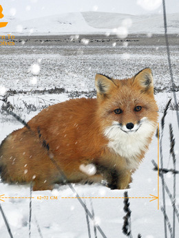 狐狸（狐狸饰演）